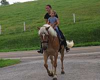 all-around-haflinger-horse