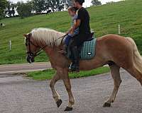 athletic-haflinger-horse