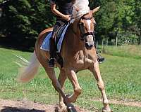 dressage-haflinger-horse