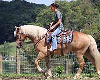 driving-haflinger-horse