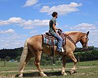 english-pleasure-haflinger-horse