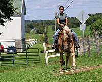 eventing-haflinger-horse