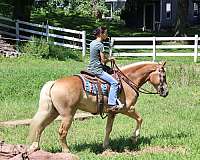 foundation-haflinger-horse