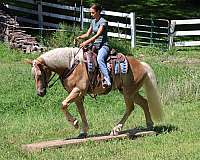 flashy-haflinger-horse