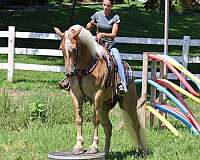 flaxen-mane-haflinger-horse