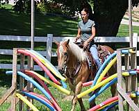 hunter-haflinger-horse