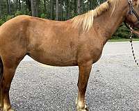 sorrel-morgan-mare
