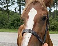 14-hand-morgan-mare