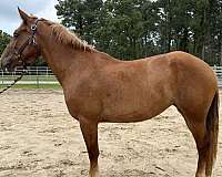 sorrel-mare-for-sale