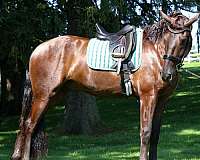 dressage-friesian-horse