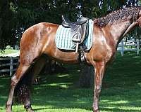 cross-friesian-horse