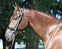 athletic-friesian-horse