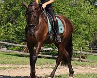 driving-friesian-horse