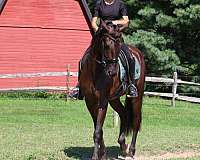 eventing-friesian-horse