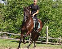 harness-friesian-horse