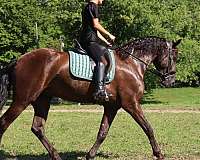 hunter-friesian-horse