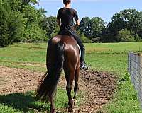 lesson-friesian-horse