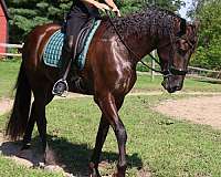 pleasure-driving-friesian-horse
