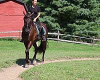 ridden-english-friesian-horse