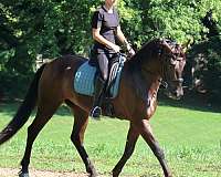 sport-friesian-horse
