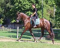 ridden-western-friesian-horse