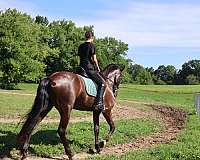 trail-friesian-horse