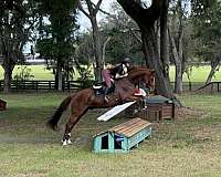 hanoverian-gelding