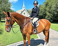 barrel-hanoverian-horse