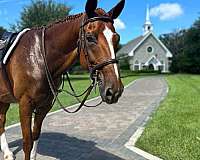 hanoverian-horse-for-sale