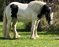 black-white-gvhs-mare