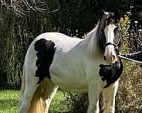 black-white-gvhs-broodmare