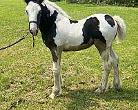 all-around-gypsy-vanner-horse