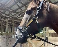 thoroughbred-gelding
