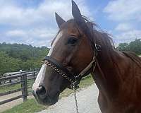 thoroughbred-horse
