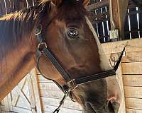 thoroughbred-horse-for-sale
