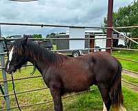 gypsy-vanner-horse