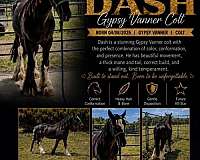 gypsy-vanner-colt