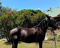 gypsy-vanner-horse-for-sale