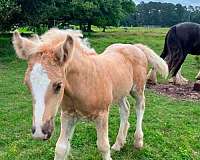 palomino-gypsy-vanner-colt-foal