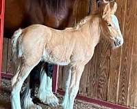 palomino-gvhs-colt-foal