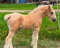 show-colt-foal