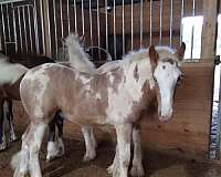 gypsy-vanner-colt
