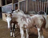 gypsy-vanner-horse-for-sale