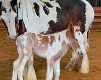 gypsy-vanner-horse