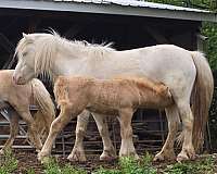 gypsy-pony-miniature