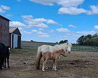 cob-miniature-pony
