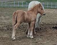 kid-broke-miniature-pony
