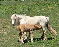 gypsy-mare-miniature-pony