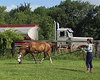 teens-paint-horse