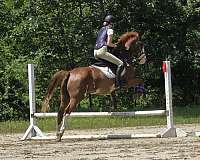 sass-gelding